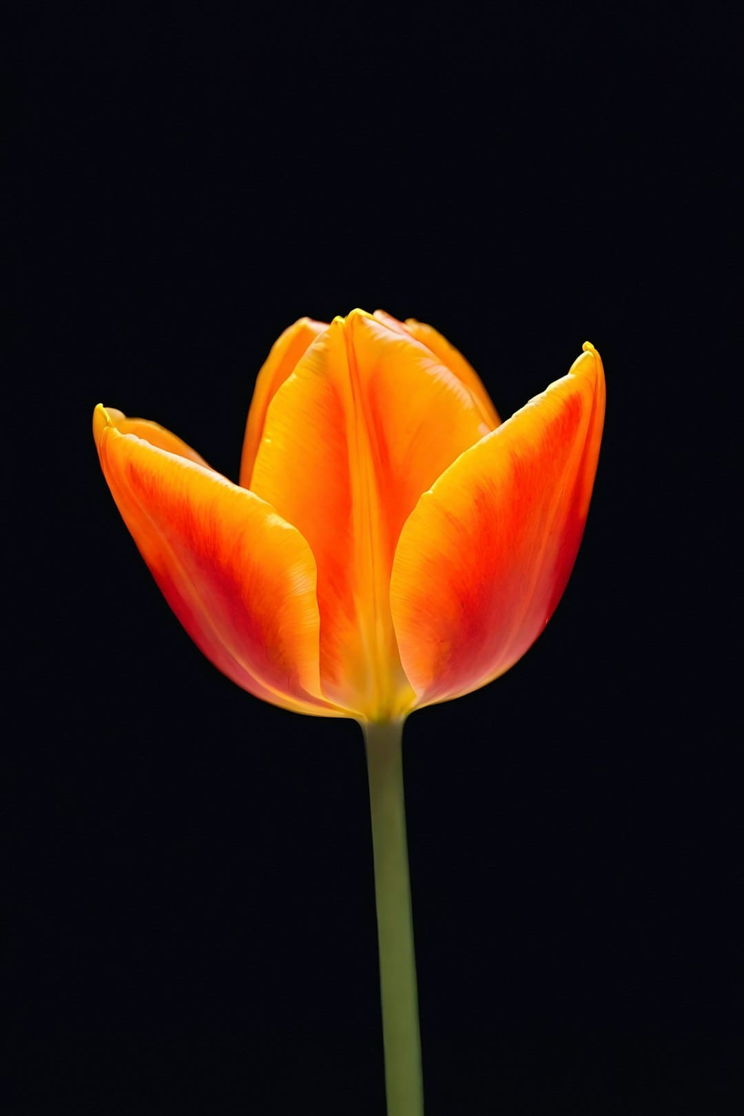 http://n.sinaimg.cn/news/transform/w600h400/20180315/26zC-fyshqac3234283.jpg?zdy